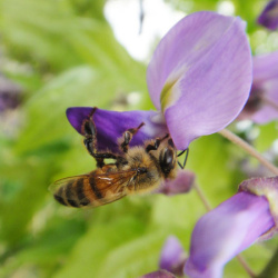 Beehive　はちみつ 詳細画像